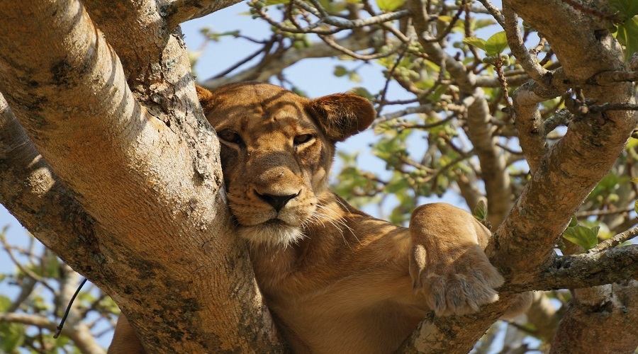 7 day family safari package in tanzania